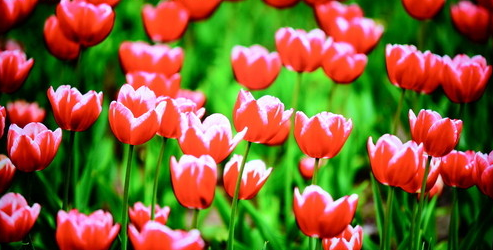 4K�����屦ʯ�� ����50S9���ܵ�������