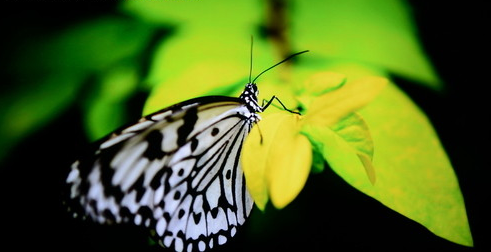 4K�����屦ʯ�� ����50S9���ܵ�������