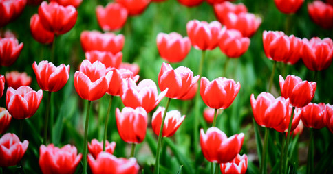 55��4K��ɫ�� ��ά55G8200���ܵ�������