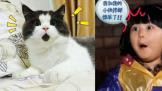 С鶼 ƻiPad PorȻûPCpad
