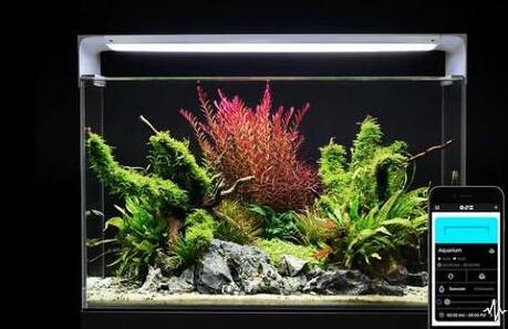 养鱼也能高科技 智能水族箱还能模拟自然光线环境