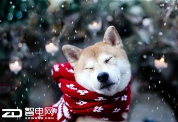 ����Ԫ�������ֽ�Сѩ ����Ԫ��������ѪϮ��