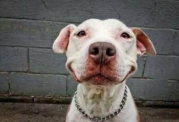 ���˹�����Ц�ݴ������� ս��Z7M-SL7D2����Ʒζ������