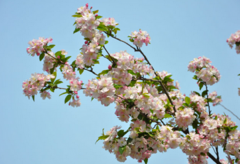 ��Ԩ̶ӣ��ʢ�� ��¼���������������Ƽ�