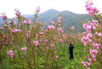 ̤��·�ϡ�ս�񡱰��� ��������������