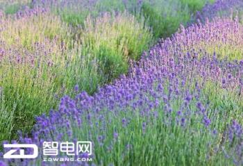 ��һС�������� ȥ�Ʒ�ɽ�Ϲ۳�ʤ�ֿ�޹�²� 