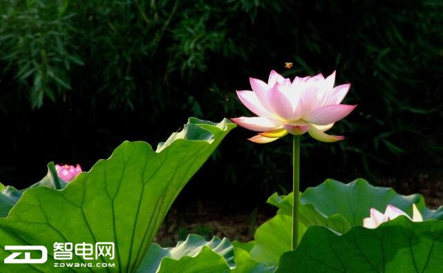 첻һķ羰 ķ羰 