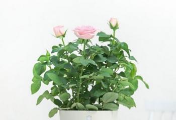 ˭˵����ֻ���齫�˿�լ�ڼ� ��Щ���ܲ�Ʒ�����˷���