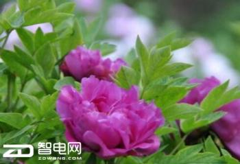 ��ɫ����ĵ������������ ˲�䲶׽����Ƭ�������Ʒ 