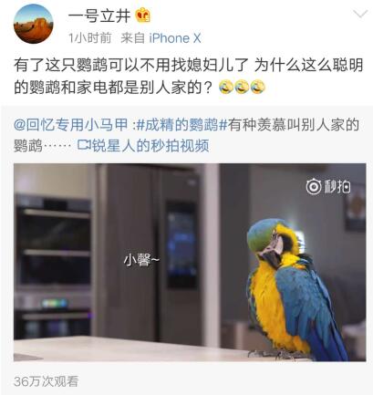 成精的鹦鹉走红网络，李亚鹏称“有了它不用找媳妇”