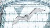 ܷɵķ BionicFlyingFoxWRC2018