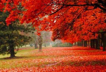 ��Ҷ������ɫ�������� ��Ϊnova 3e ���бر�