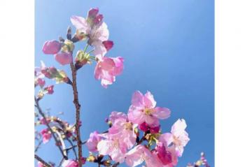 ��֦���� ���贺�� ��΢����¼���þ�ɫ