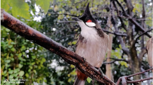 ��ҫ30ϵ�д���ϵͳ��Ӱ������������WWF��OPF�þ�ͷ������������