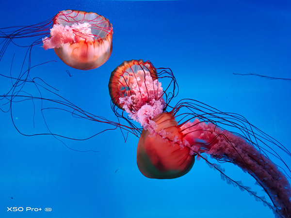 ���й�����ʵ�� vivo X50 Pro+��ˮ��ݰ�������