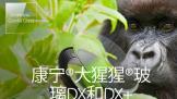 ɲDX/DX+ »׷