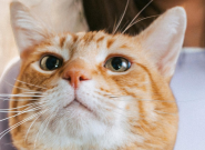 Fi Mini ���｡��׷������GPS��LTE-Mλ��׷�ٹ����Ƴ�